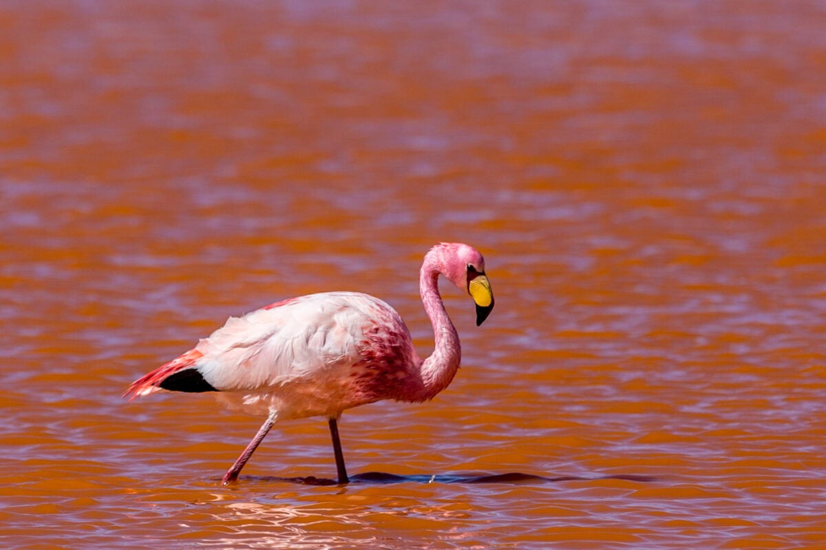 James's flamingo 