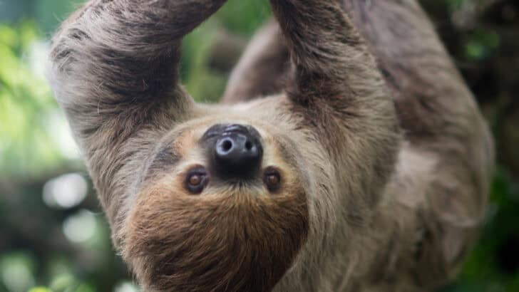 8 Surprising Things You Never Knew About Sloths