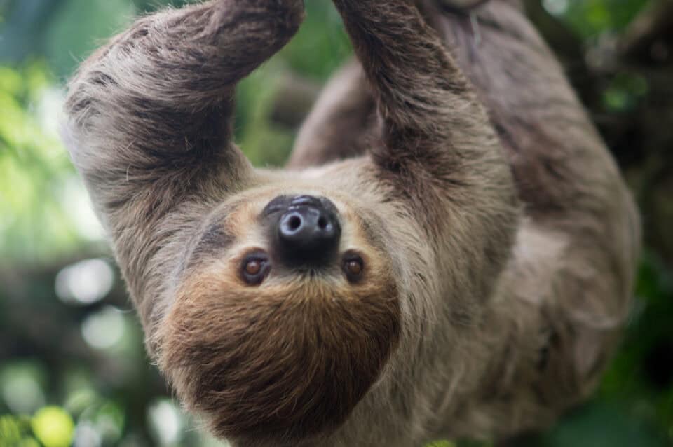 Die 10 dümmsten Tiere der Welt - Animals Around The Globe