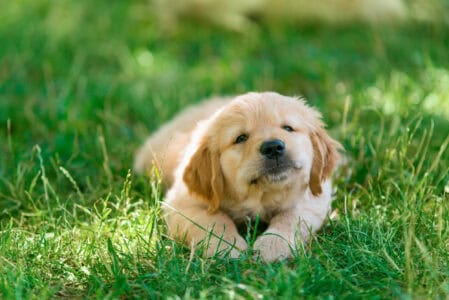 20 Insider Tips for Your Dog That Your Vet Won&rsquo;t Reveal