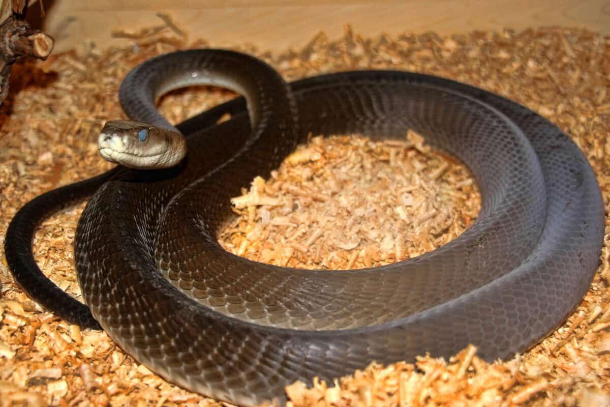 Black mamba, Dendroaspis polylepis, is one of the most feared snakes.