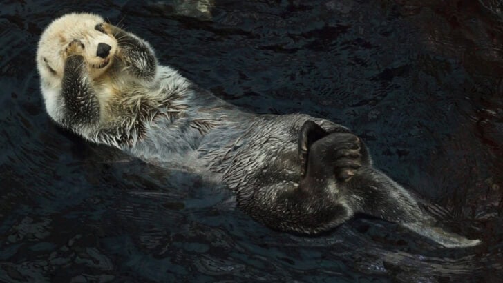 California&rsquo;s Adorable Coastline Engineers: Sea Otters