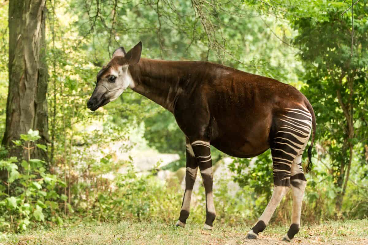 Okapi (Okapia johnstoni), forest giraffe, artiodactyl mammal native to jungle or tropical forest, Congo, Central Africa, beautiful animal with white stripes in green leaves, whole body.