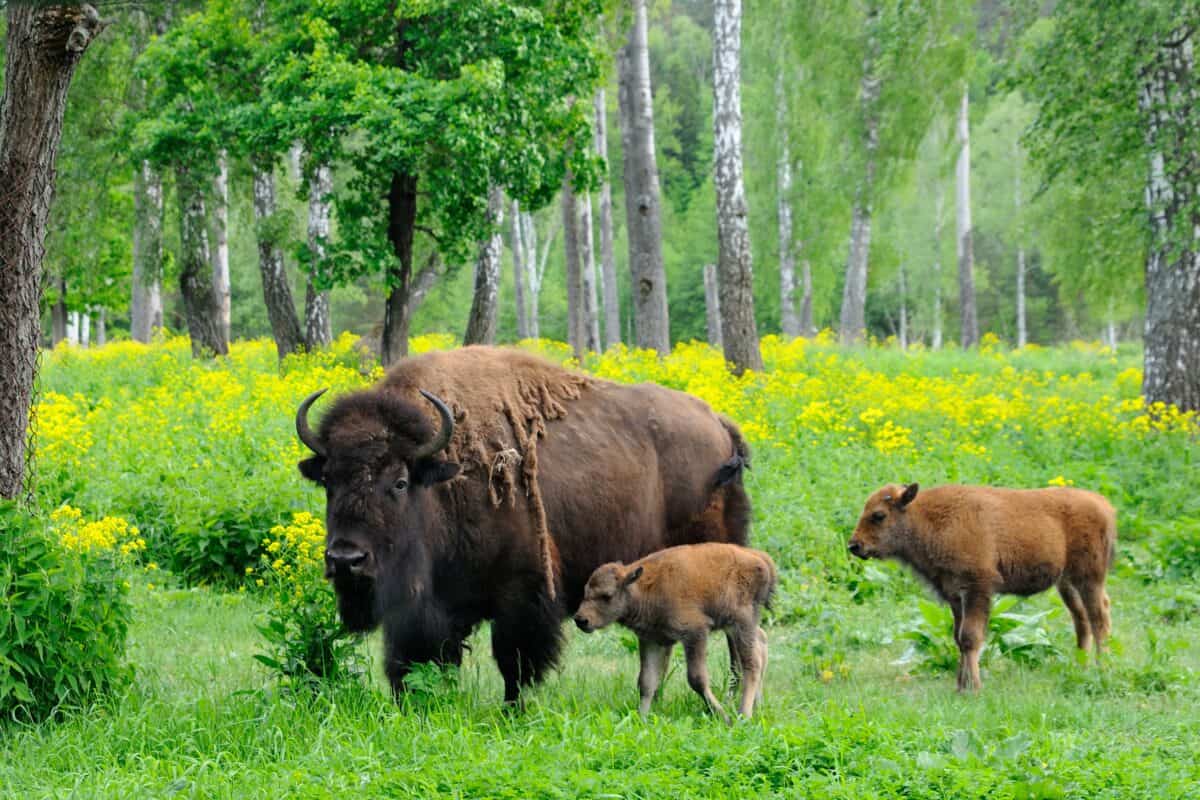 Adult female American bison and 1 week- and 1 month-old calves at the Prioksko-terrasny biosphere reserve, Russia.