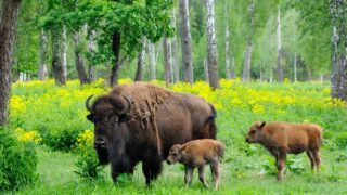 Adult female American bison and 1 week- and 1 month-old calves at the Prioksko-terrasny biosphere reserve, Russia.