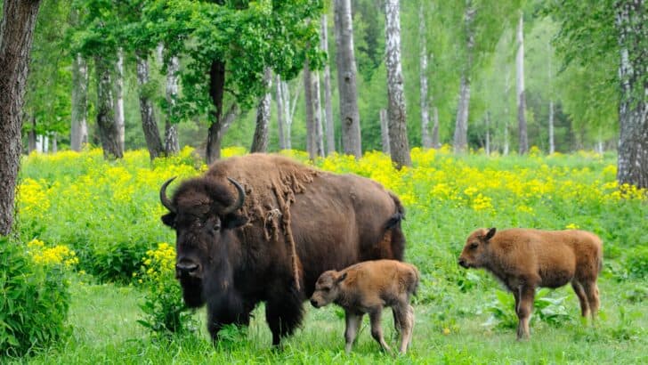 10 Reasons Why You Shouldn’t Ever Approach Bison