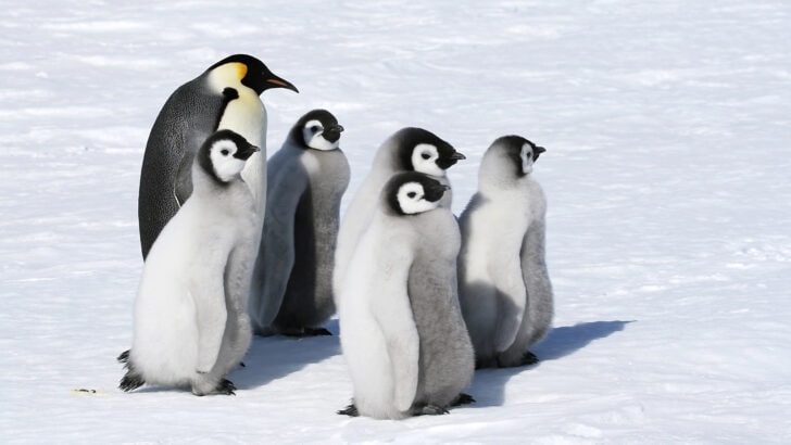 Adorable Facts About Penguins as If They Weren’t Cute Enough Already