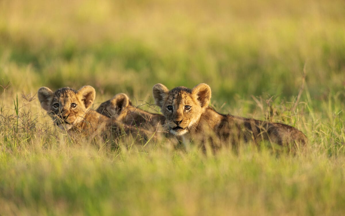 Lion cubs in a morning light at Amboseli