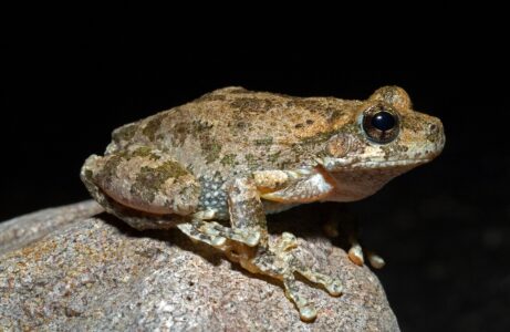 13 Beginner Friendly Amphibians That Make Great Pets
