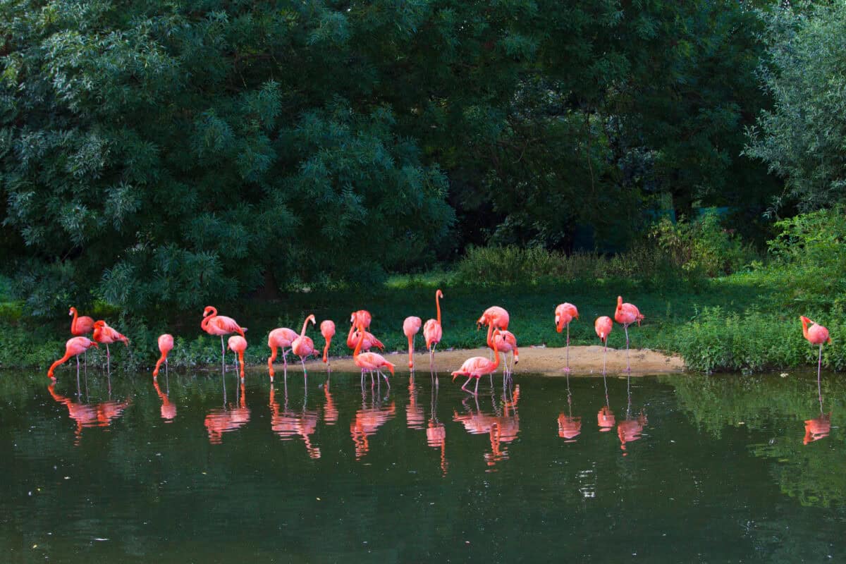 flamingos in zoo