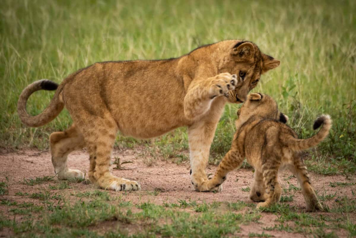 lion cubs playing