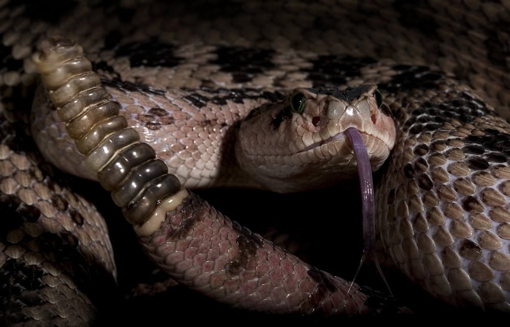 Rattle snake