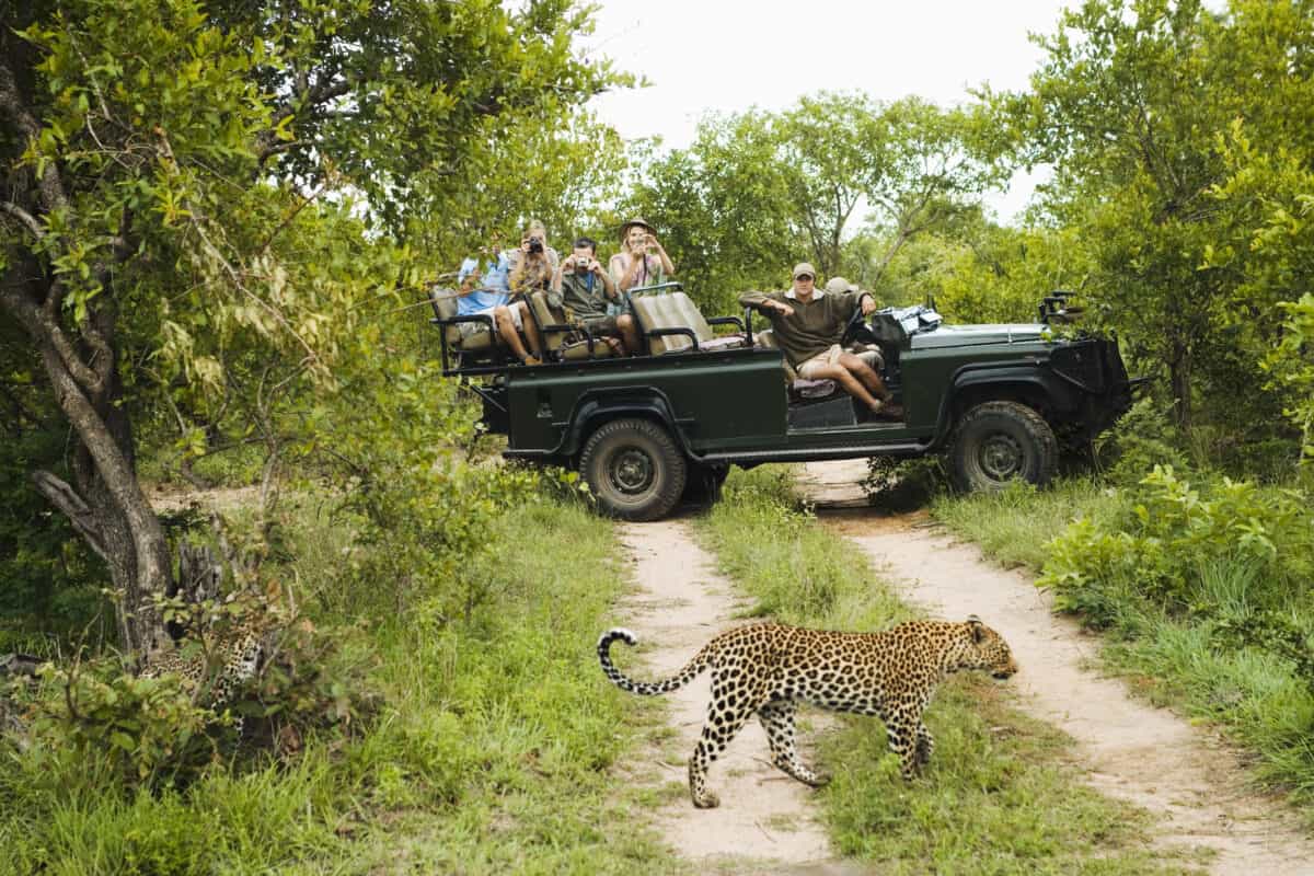 Tourists looking at cheetah in Kruger National Park.