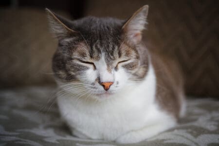 Lizard Mistakes Cats Tail For A Fat Worm