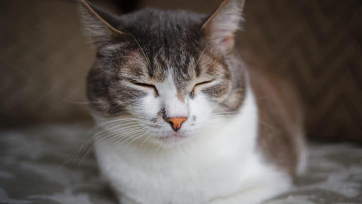 Lizard Mistakes Cats Tail For A Fat Worm