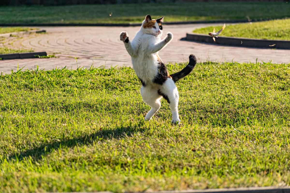 Cat Jumping Weirdly