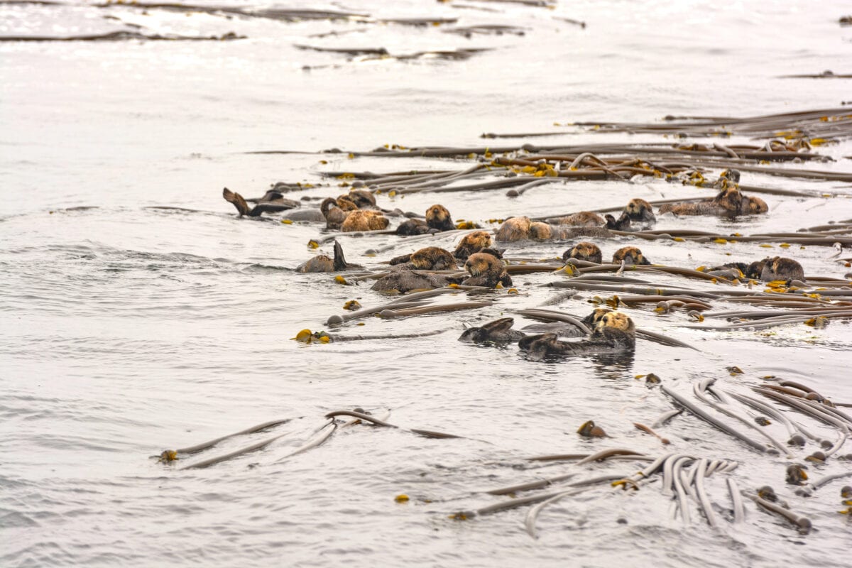 Sea Otters Use Kelp as Anchors While Sleeping - Animals Around The Globe