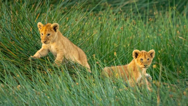 Lion Mother is Reunited with her Lost Cubs