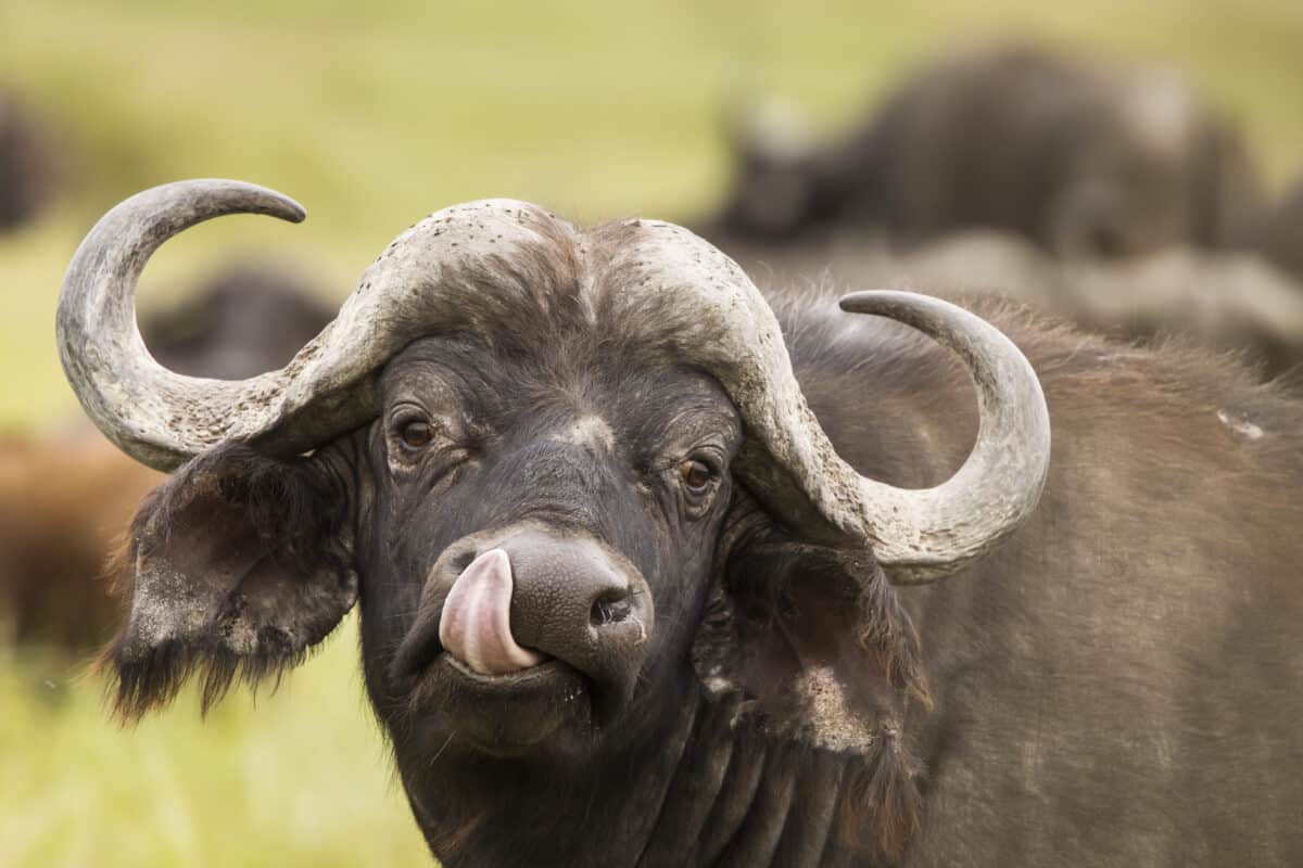 Buffalo in the grass during safari in Serengeti National Park in Tanzani.