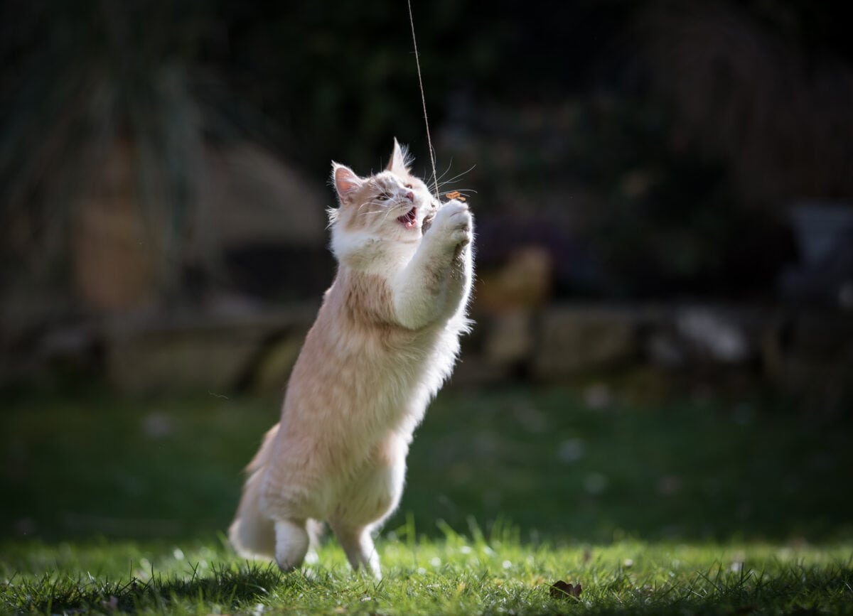 Playful young cream tabby Maine coon cat catching a toy.