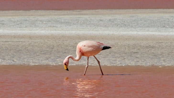 Top 10 Animals and Wildlife in Chile