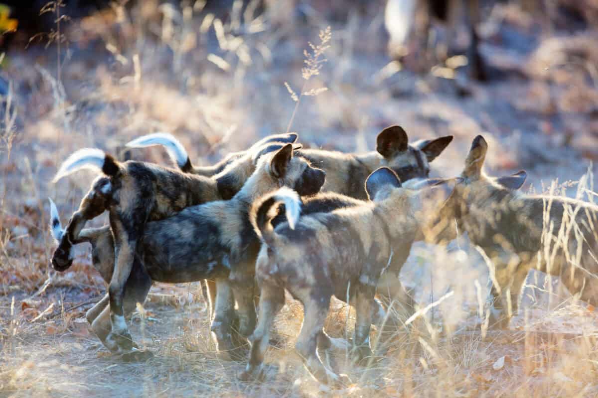 Endangered animals African wild dogs puppies in safari park in South Africa.