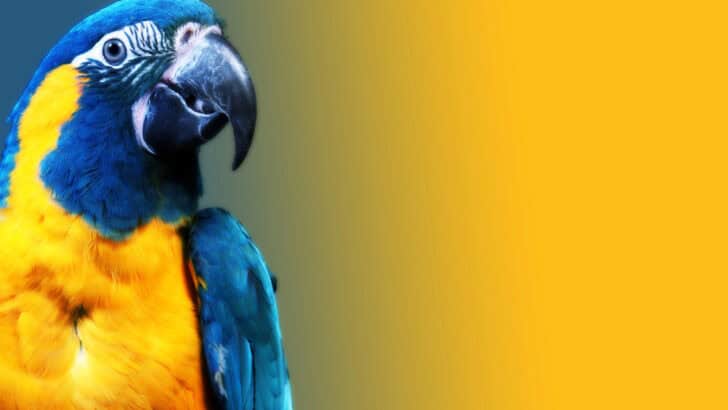 9 Mind-Blowing Facts About Parrots In Case You Doubt Their Intelligence