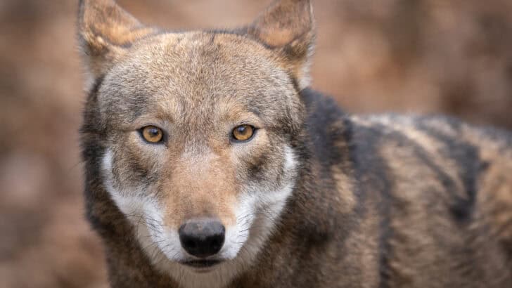 Watch Showdown: Wolf vs. Coyote in Yellowstone National Park