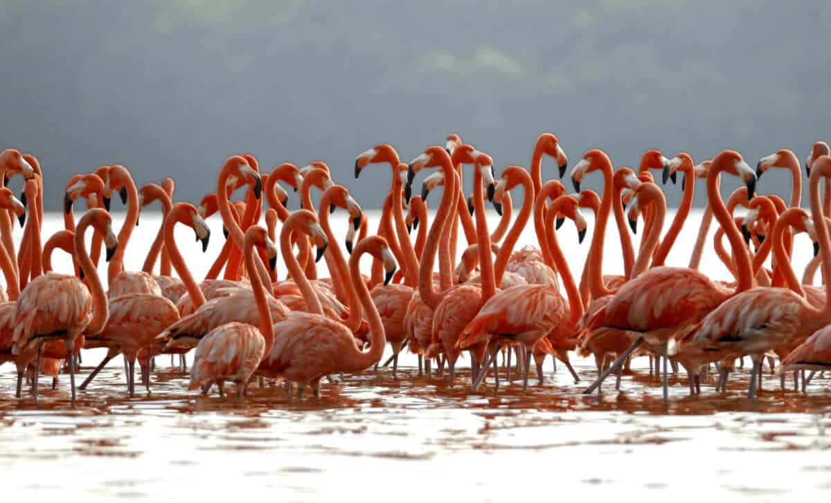 flamingos flock