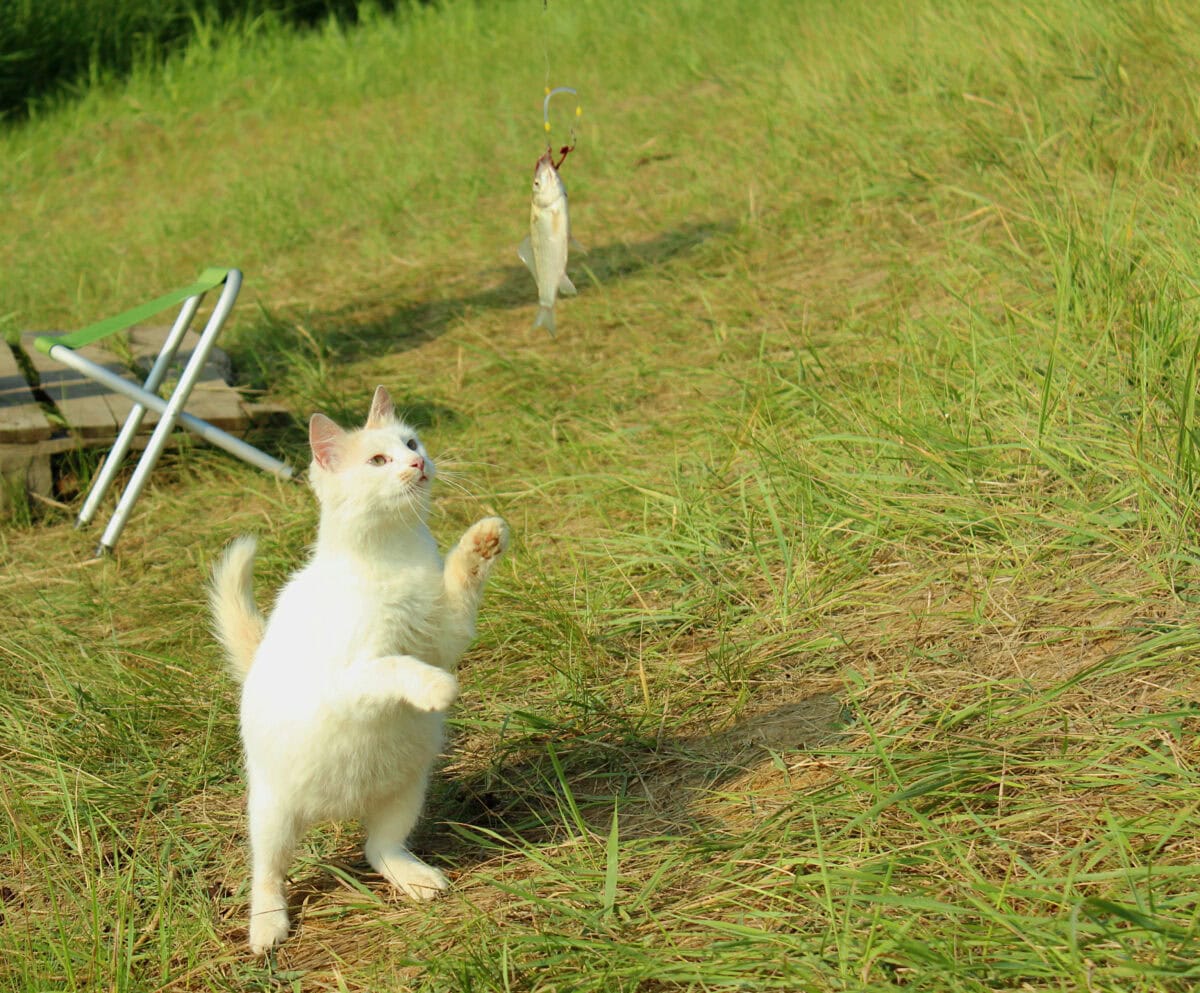 Cat catching fish