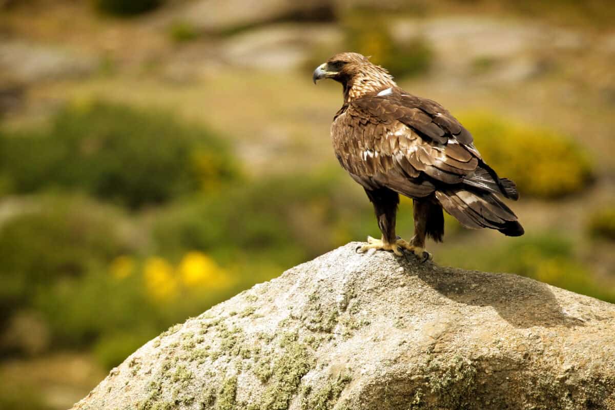 Golden Eagle (Aquila chrysaetos) perched on rock