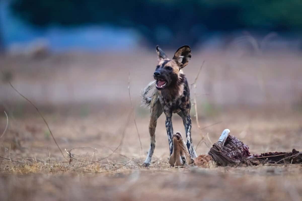 African Wild Dog (Lycaon pictus) eating the remains of an impala. 