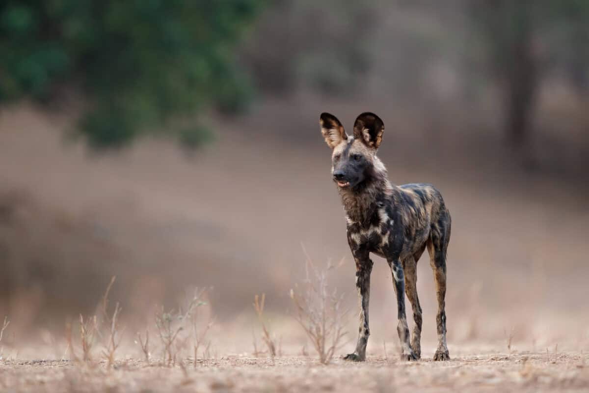 African Wild Dog (Lycaon pictus) preparing for hunting. 