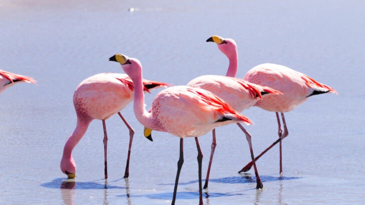 10 Animals That Call Lakes Home