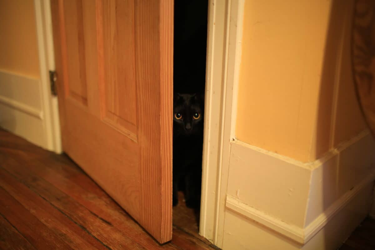 Cat waiting at the door to pounce