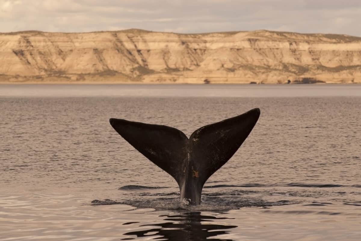 Right whale tail, endangered species, Patagonia, Argentina