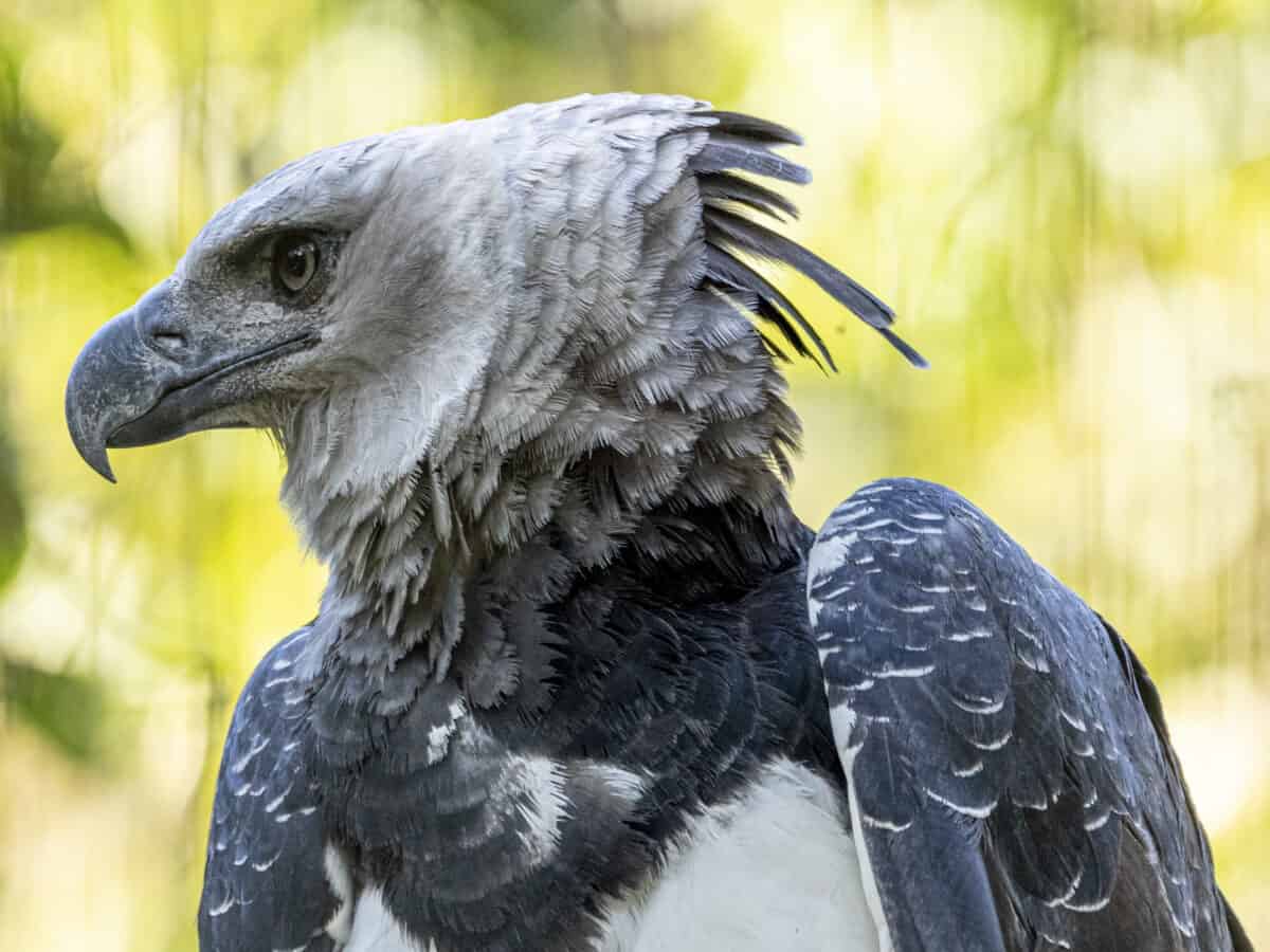 The Harpy Eagle (Harpia harpyja) Bird of Prey