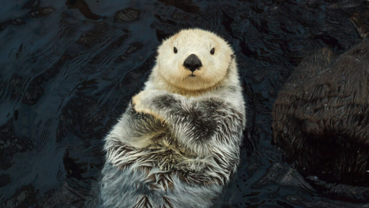 Sea Otters Use Kelp as Anchors While Sleeping