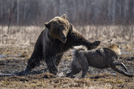 Family’s Huskey Goes On A Walk With Three Bears
