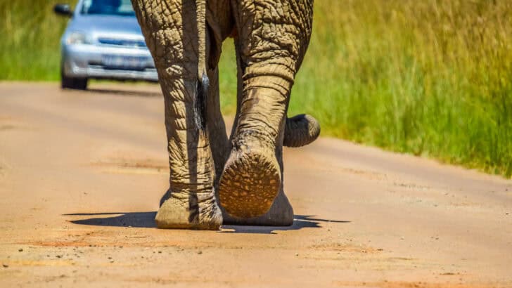 Viola, a 58-Year-Old Circus Elephant, Spotted Jaywalking Through Montana