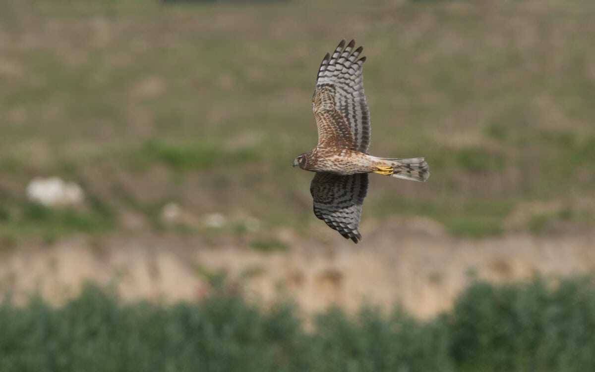 Female northern harrier (circus cyaneus) flying low over meadow.