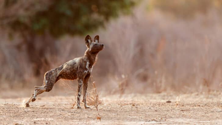 Artificial Breeding of African Wild Dogs and the Sperm Bank Initiative