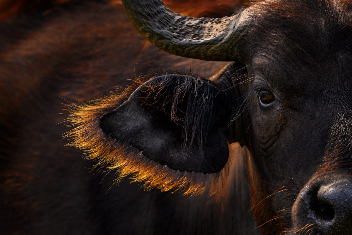 Buffalo portrait, Uganda.