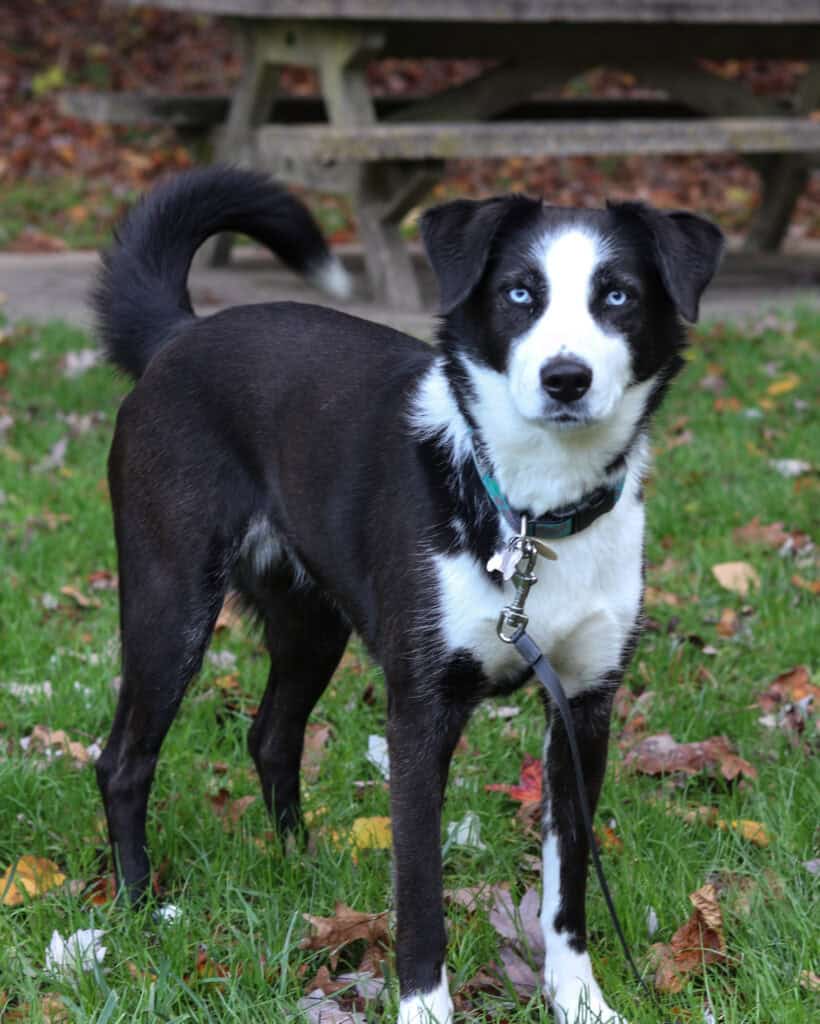 An adorable black and white dog