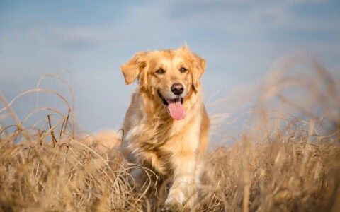 10 Golden Facts About Our Favorite Retriever