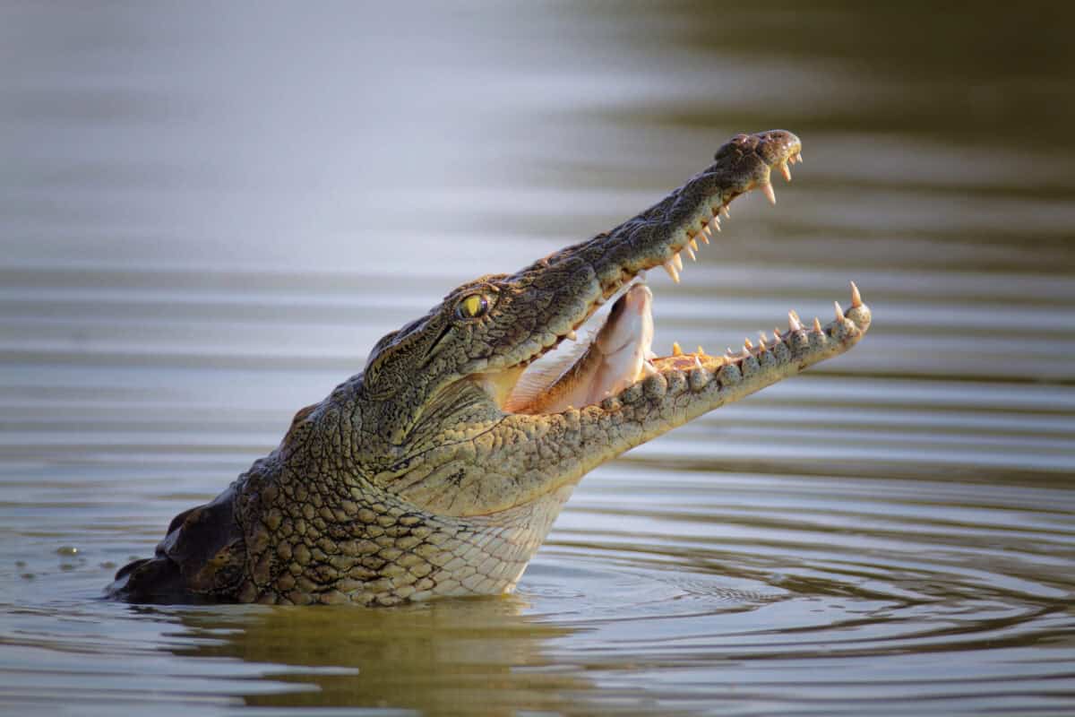 Nile crocodile swollowing fish.