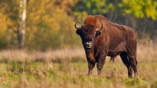 Wildlife in Europe. Bison herd in the autumn forest, sunny scene with big brown animal in the nature habitat, yellow leaves on the trees, Bialowieza NP, Poland.
