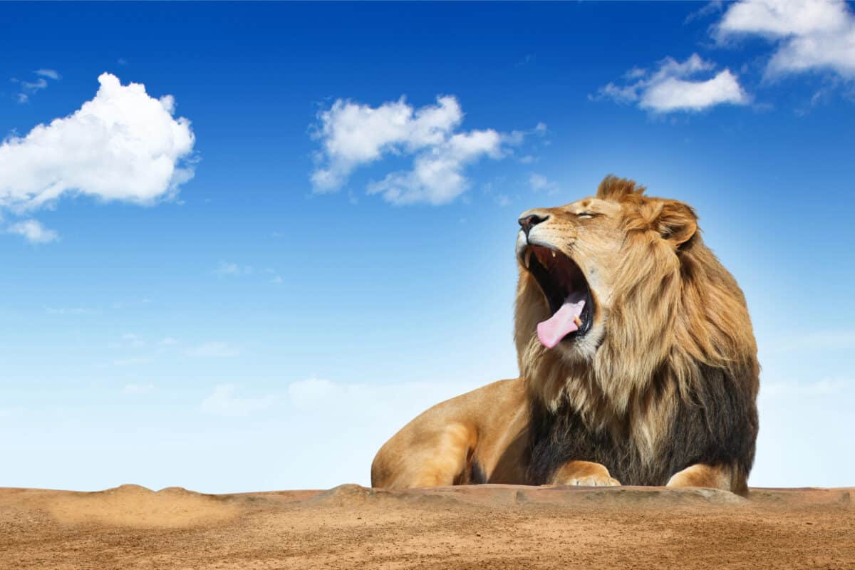 lions roar