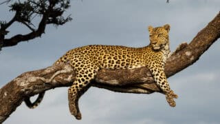 leopard climbing