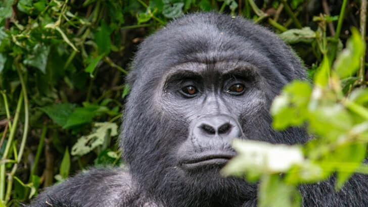 Another Gorilla’s Tragic Death at the San Francisco Zoo